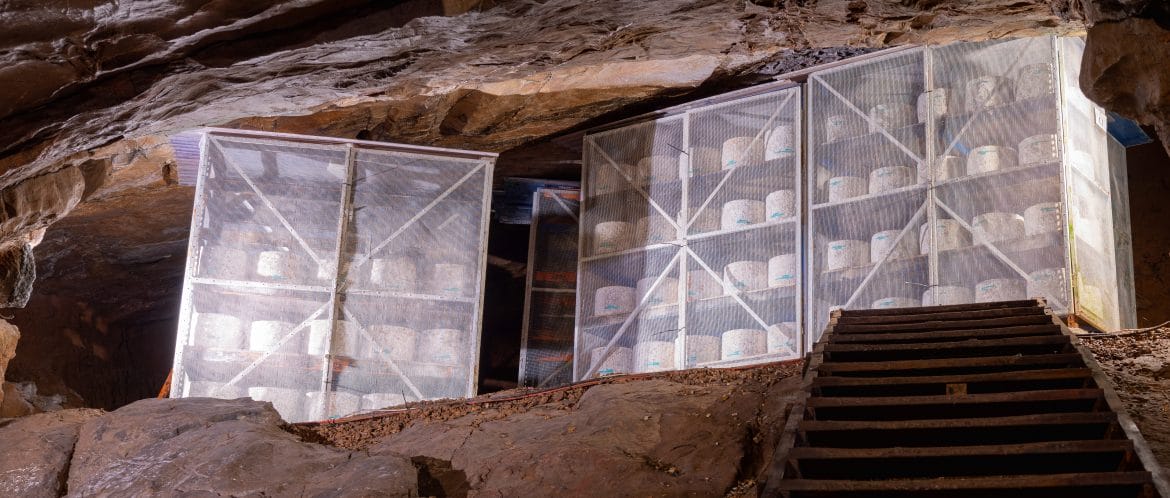 A Cave with Shelves containing Cheddar Cheese on them